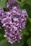Maximowicz_MSU_BG_TP_1