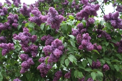 Maximowicz_MSU_BG_TP_4
