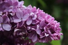 Maximowicz_MSU_BG_TP_5