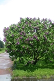 Maximowicz_MSU_BG_TP_6