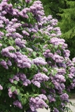 Maximowicz_MSU_BG_TP_8