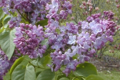 May Day