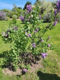 May_Day_20220513_HP_MLD