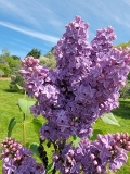 May_Day_20220513_HP_MLD_2