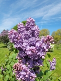 May_Day_20220513_HP_MLD_3