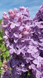 May_Day_20220513_HP_MLD_4