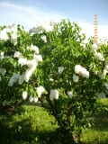 Mazais_Princis_201405_Dobele_RR_1