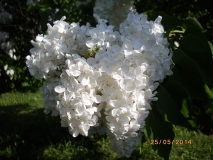 Mazais_Princis_201405_Dobele_RR_3