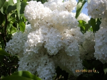 Mazais_Princis_201405_Dobele_RR_4