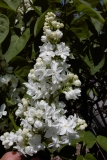 Sierra Exif JPEG
