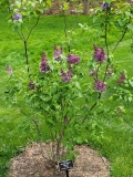 Mechta_20210428_NYBG_MLD_1