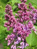 Mechta_20210428_NYBG_MLD_2