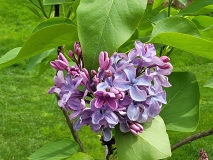 Mechta_20210428_NYBG_MLD_3