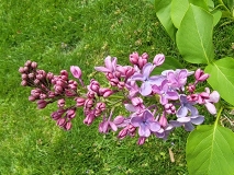 Mechta_20210428_NYBG_MLD_4