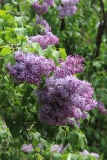 Melissa_Oakes_2014_BLBG_TP_4