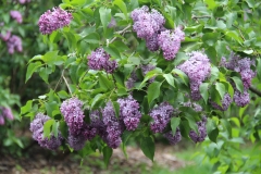 Melissa_Oakes_2014_BLBG_TP_6
