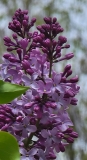 Melissa_Oakes_20210427_BLBG_MLD_2