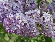 Melissa_Oakes_BLBG_20240504_MLD