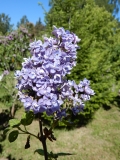 Mervin_сеянец_Мяги_Estonia_AM