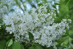 Metel'-Zavirukha