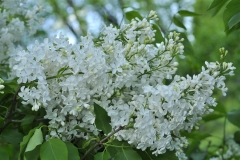 Metel-Zavirukha