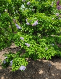 Michel_Buchner_20210428_NYBG_MLD_1