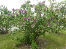 Midwest_Gem_201906_MBG_MLD_1
