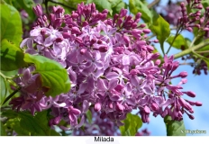 Milada_2024_Russia_SB_1