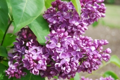 Milda_IS_2