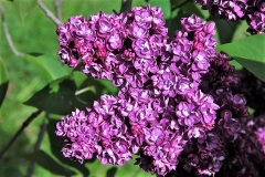 Mildred_Luetta_ZB_2