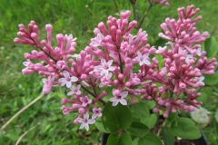 Milky Pink