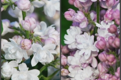 Minkarl (ROSE DE MOSCOU®)