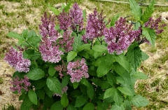 Minuet_20190520_OH_USA_MLD