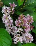 Minuet_20200527_MLD_MLD_2