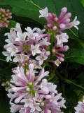 Minuet_20200527_MLD_MLD_3