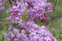 Mirabeau