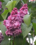 Mirabeau_2021_IP_dacha__TP_1