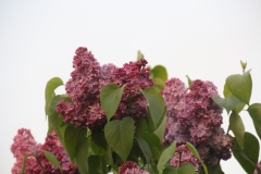 Mirabeau_2021_IP_dacha__TP_3