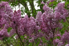 Mirabeau_ZB_1