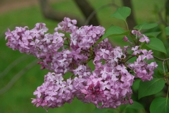 Mirabeau_ZB_2
