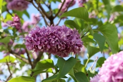 Miraza_201805_Dobele_NS_3
