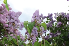 Mirdza