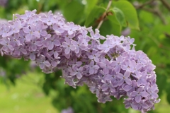 Mirdza_201805_Dobele_NS_2