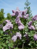 Mirell_Estonia_IS
