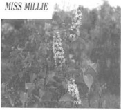 Miss_Millie_2005_WH