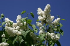 Mme_Abel_Chatenay_2005_Minsk_BG_TP_2