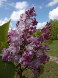 Mme_Antoine_Buchner_202005_Ufa_NP