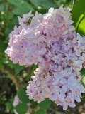 Mme_Antoine_Buchner_20230526_Hueg_MLD_3