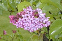 Mme Briot