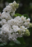 Mme_Catherine_Bruchet_2014_Brooklyn_BG_TP_1